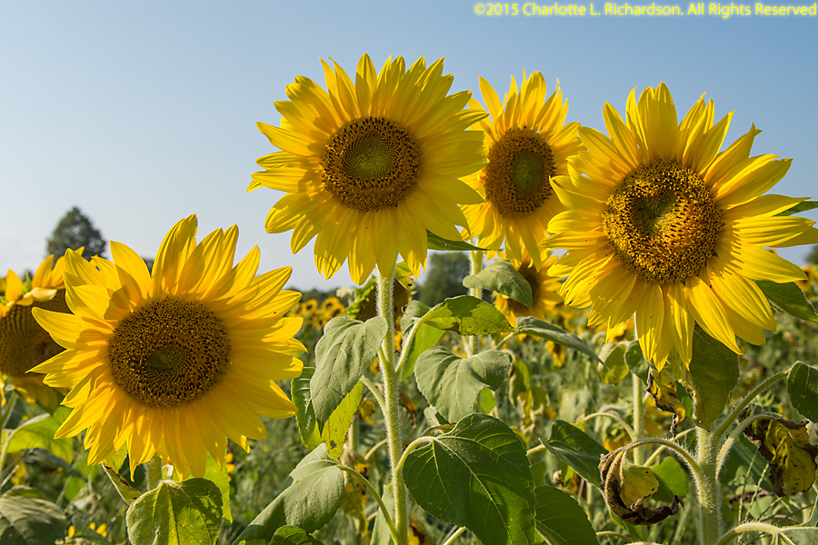 Vermont Photo Gallery